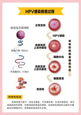 HPV感染过程