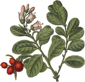 花草插画