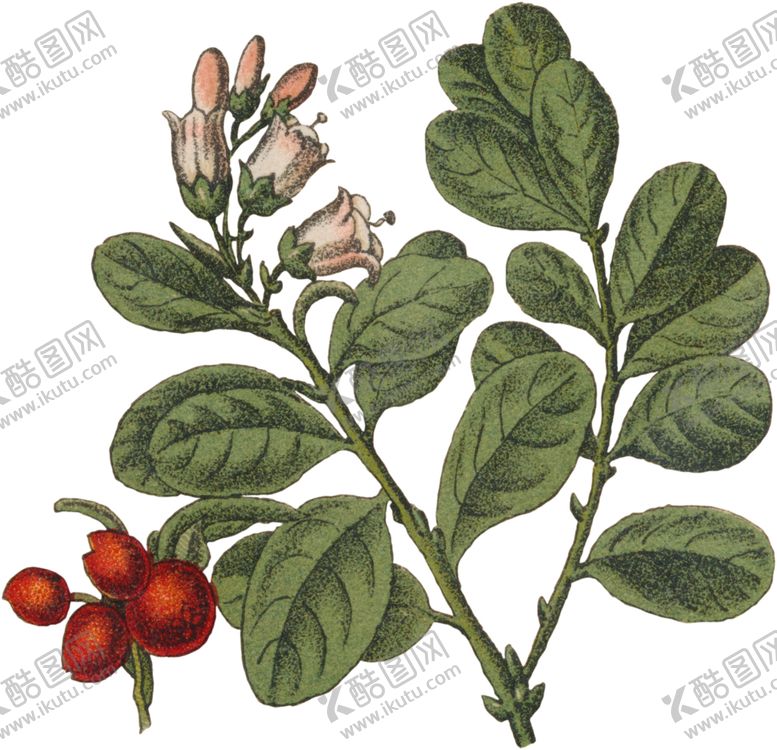 编号：78641605190413139375【酷图网】源文件下载-花草插画