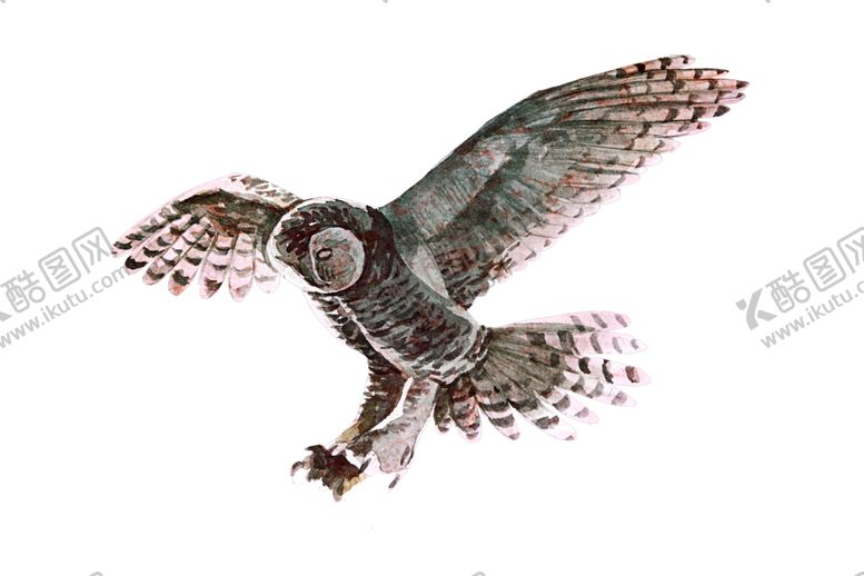 编号：45963309152037344648【酷图网】源文件下载-水彩猫头鹰绘画