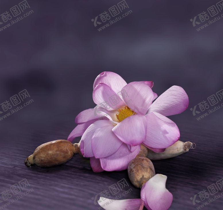 编号：70050309120007281995【酷图网】源文件下载-荷花