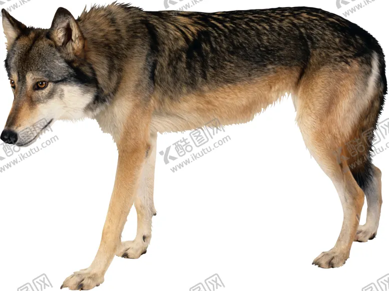 编号：42466609290615469905【酷图网】源文件下载-动物狗图案