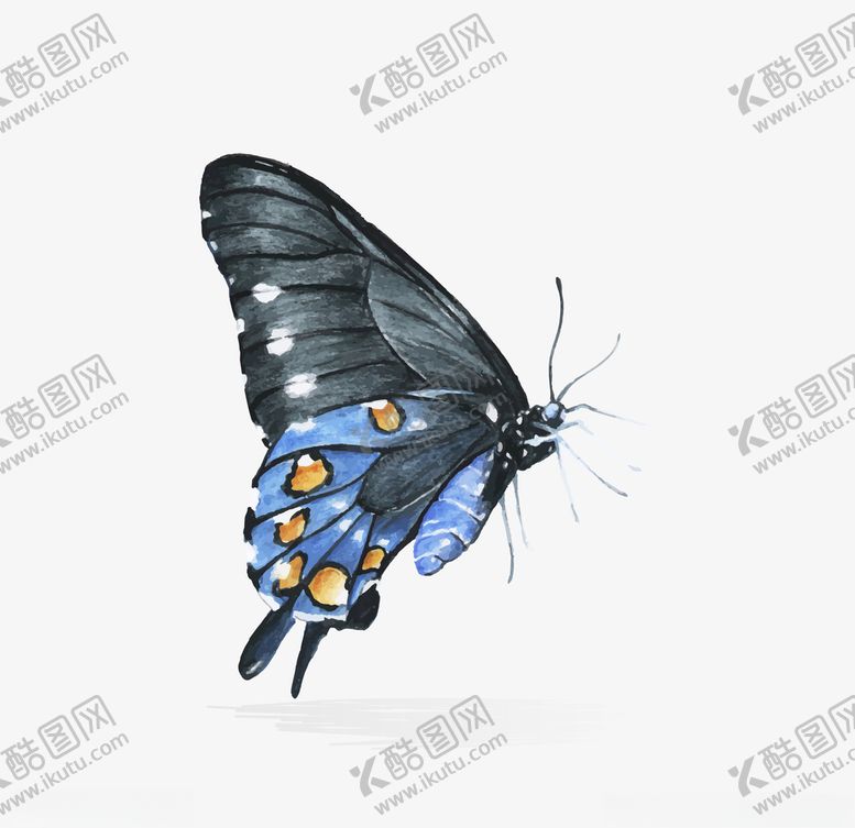 编号：30308910151152067453【酷图网】源文件下载-蝴蝶昆虫动物