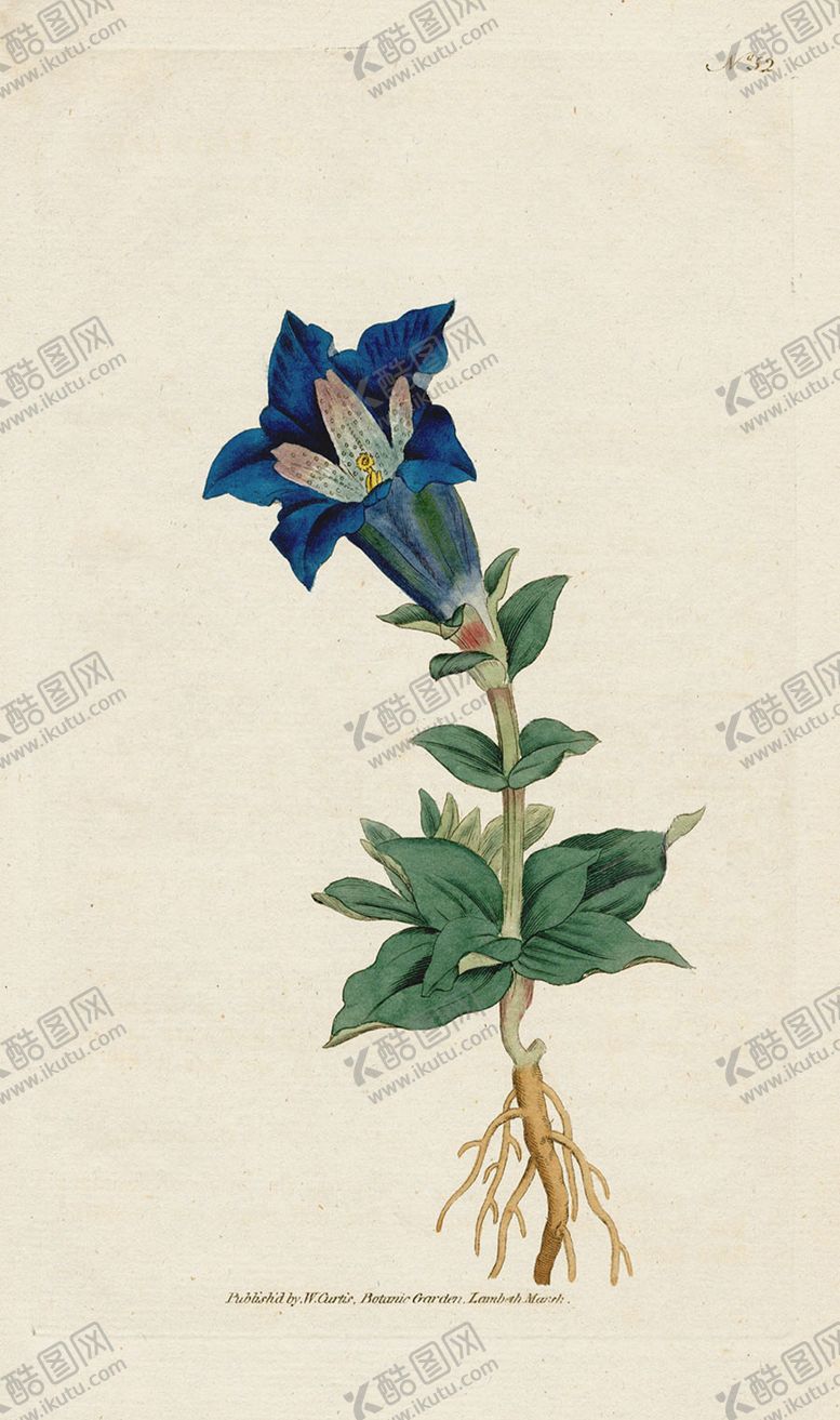 编号：52444410051558269514【酷图网】源文件下载-欧式复古色调花朵植物