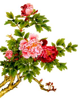 牡丹花