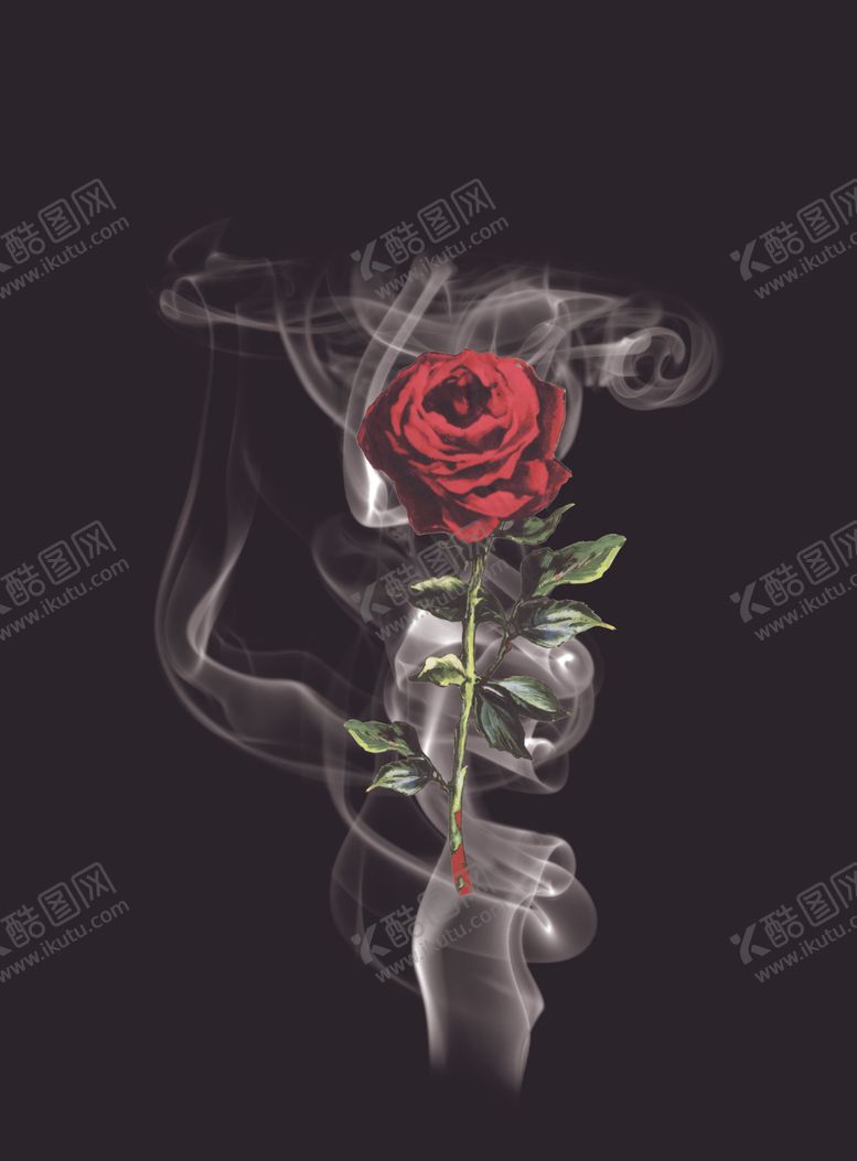 编号：97288710181329109161【酷图网】源文件下载-玫瑰