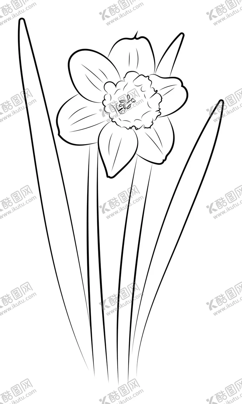 编号：32796109271635155740【酷图网】源文件下载-水仙花线稿