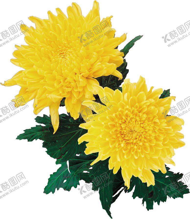 编号：79643910110711179138【酷图网】源文件下载-菊花装饰