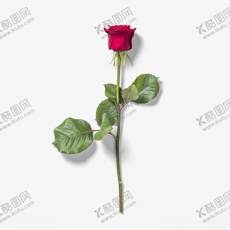 编号：27387702201452314465【酷图网】源文件下载-红玫瑰