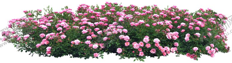 编号：57687309171122096542【酷图网】源文件下载-矮花卉