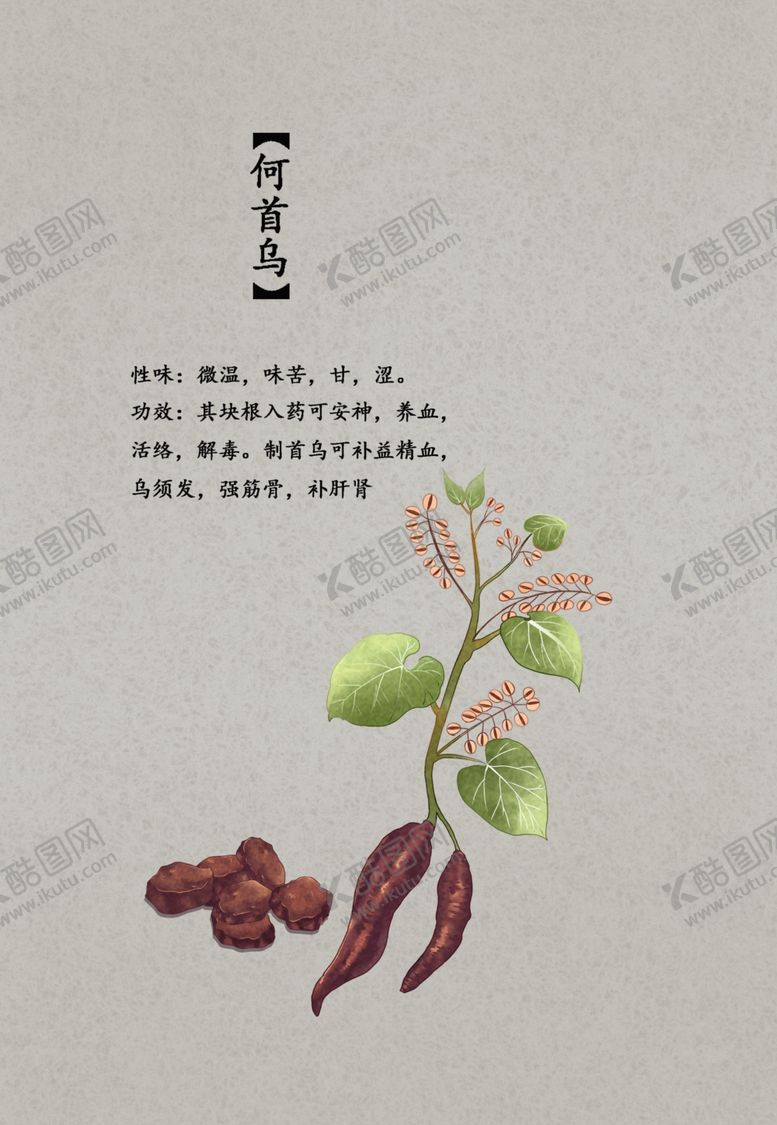 编号：39659501170936319921【酷图网】源文件下载-何首乌