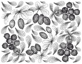 线描植物