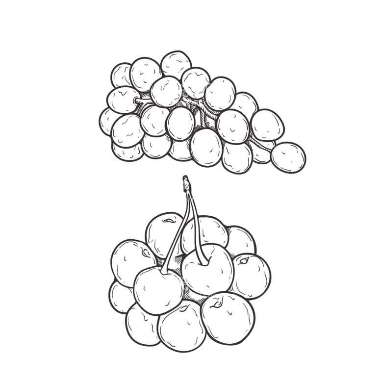 编号：37932012200924075429【酷图网】源文件下载-葡萄黑白手绘图