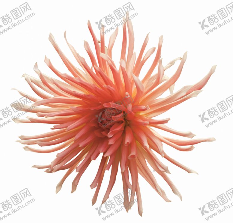 编号：67256407012333388454【酷图网】源文件下载-菊花素材