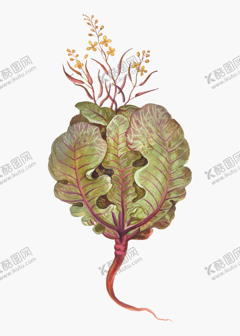 编号：33202310190853224982【酷图网】源文件下载-蔬菜