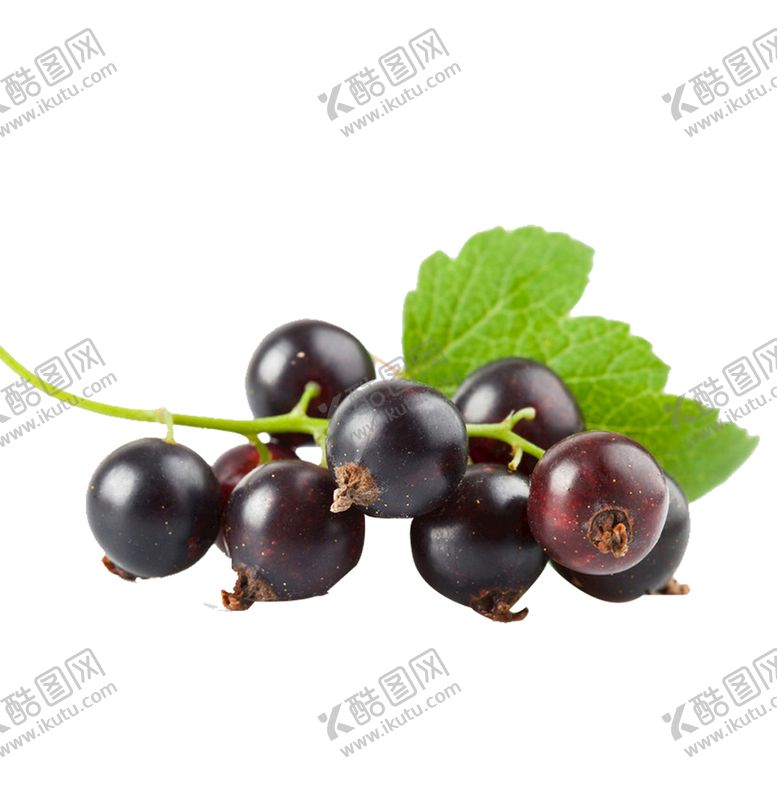 编号：07154909301316212943【酷图网】源文件下载-紫色葡萄特写图片摄影素材