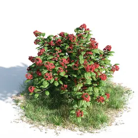 C4D模型绿色植物灌木化树