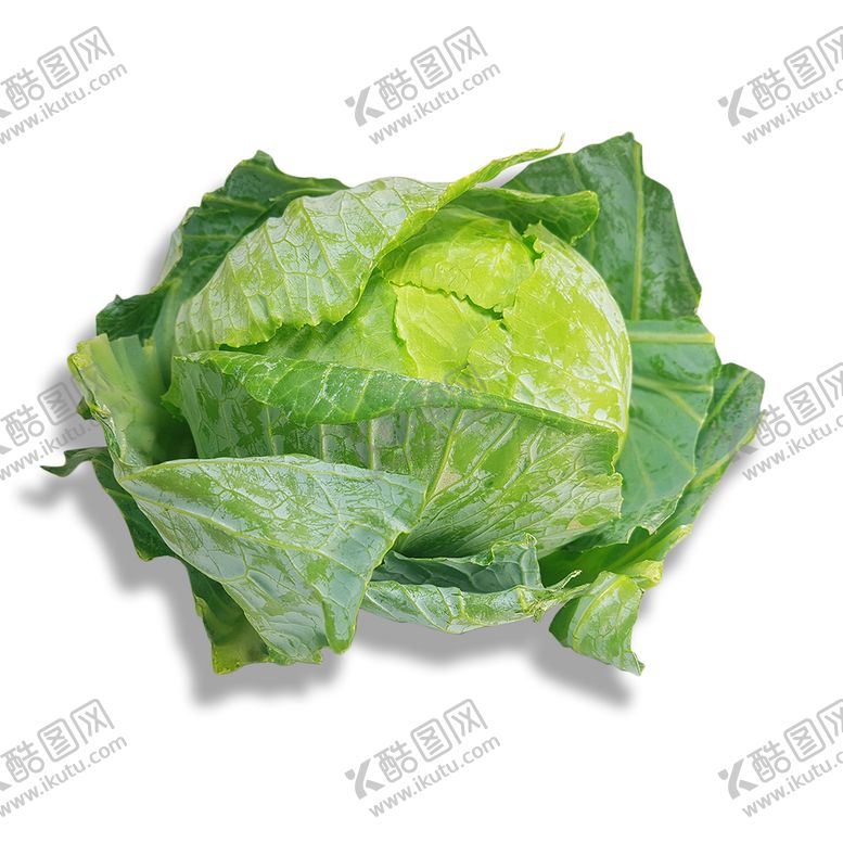 编号：56183010031720569107【酷图网】源文件下载-卷心菜