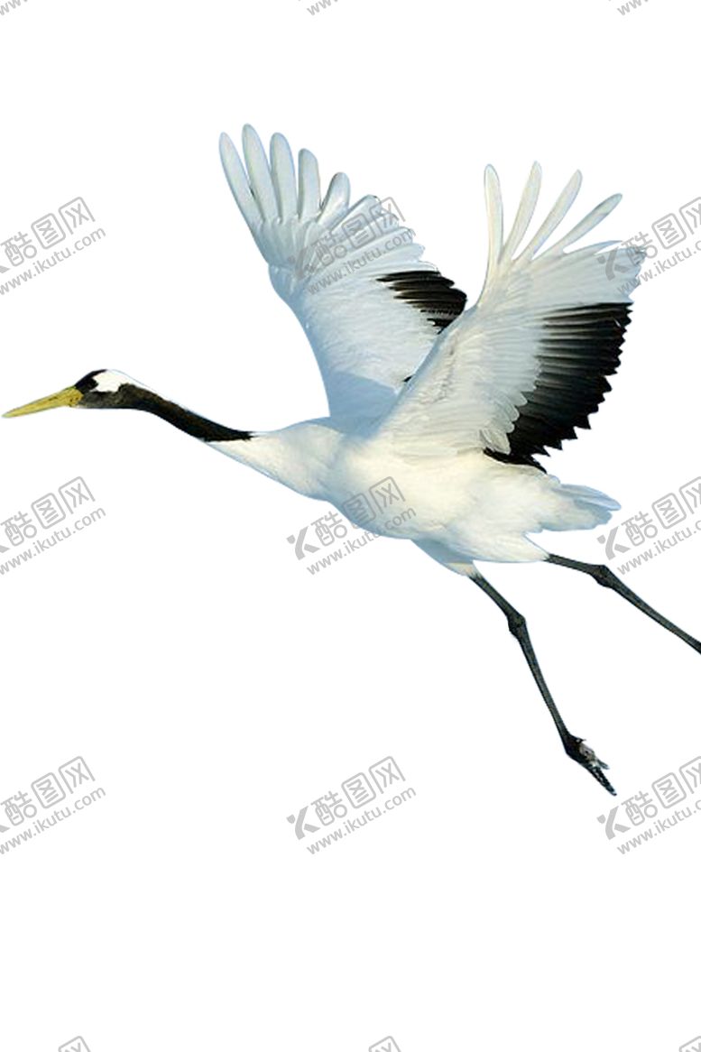 编号：60300707010033541047【酷图网】源文件下载-仙鹤元素