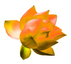 花素材