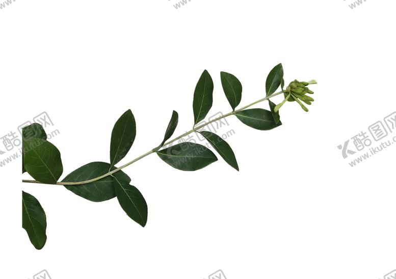 编号：36221109260236057699【酷图网】源文件下载-树叶树枝植物装饰素材