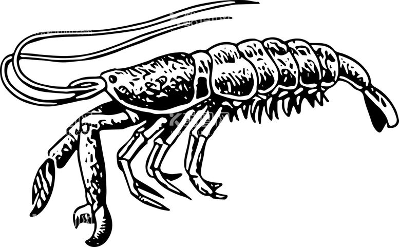 编号：78341510170535493189【酷图网】源文件下载-虾