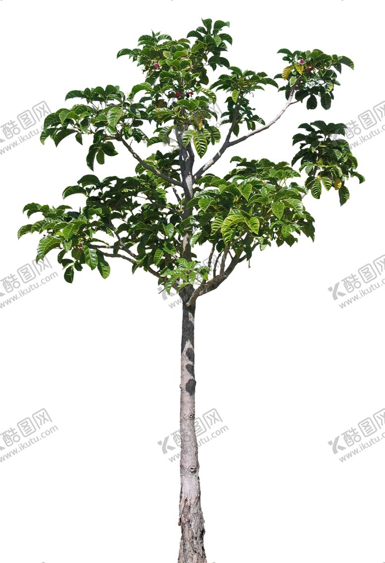 编号：12608009191718137278【酷图网】源文件下载-免扣树木素材