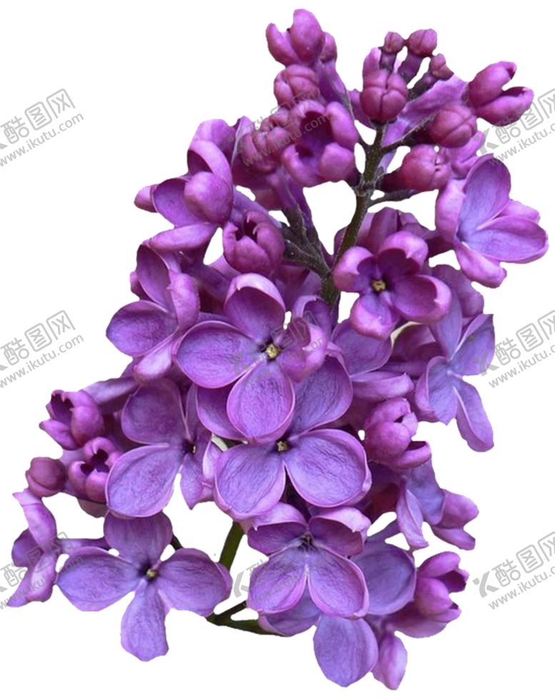 编号：45071209191231192071【酷图网】源文件下载-丁香花