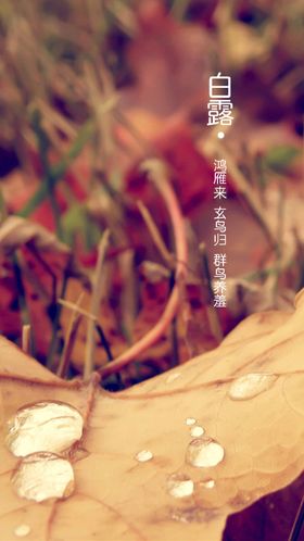 白露素材背景