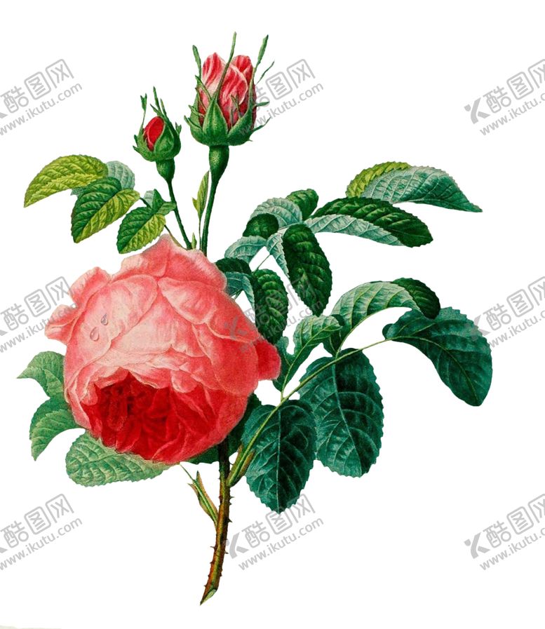 编号：24042906281741016541【酷图网】源文件下载-复古鲜花主题装饰图案