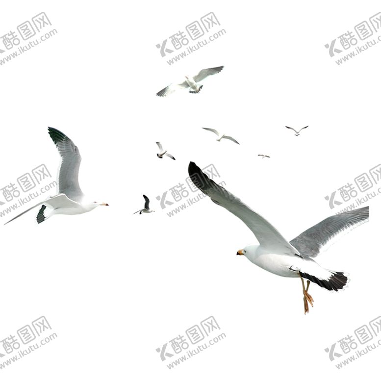 编号：28097807062044045702【酷图网】源文件下载-海鸥