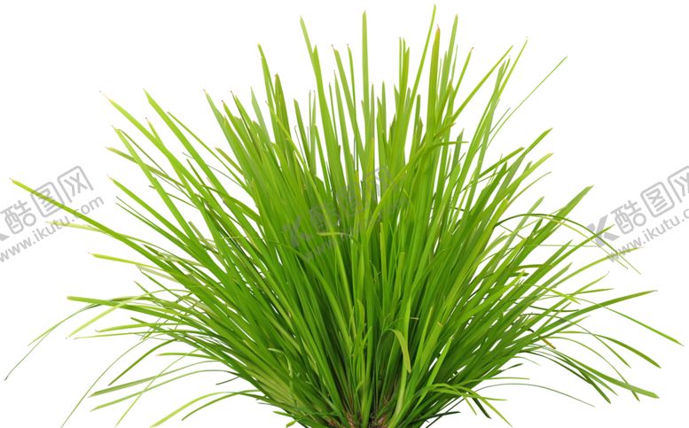 编号：95211309201647186554【酷图网】源文件下载-免扣草丛素材