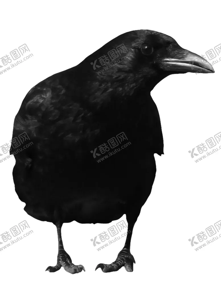编号：29074904260752334064【酷图网】源文件下载-乌鸦