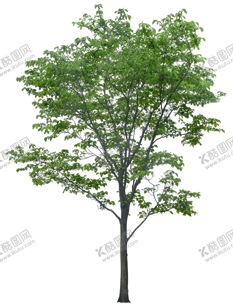 编号：54114105191132169610【酷图网】源文件下载-免扣植物树木素材图片