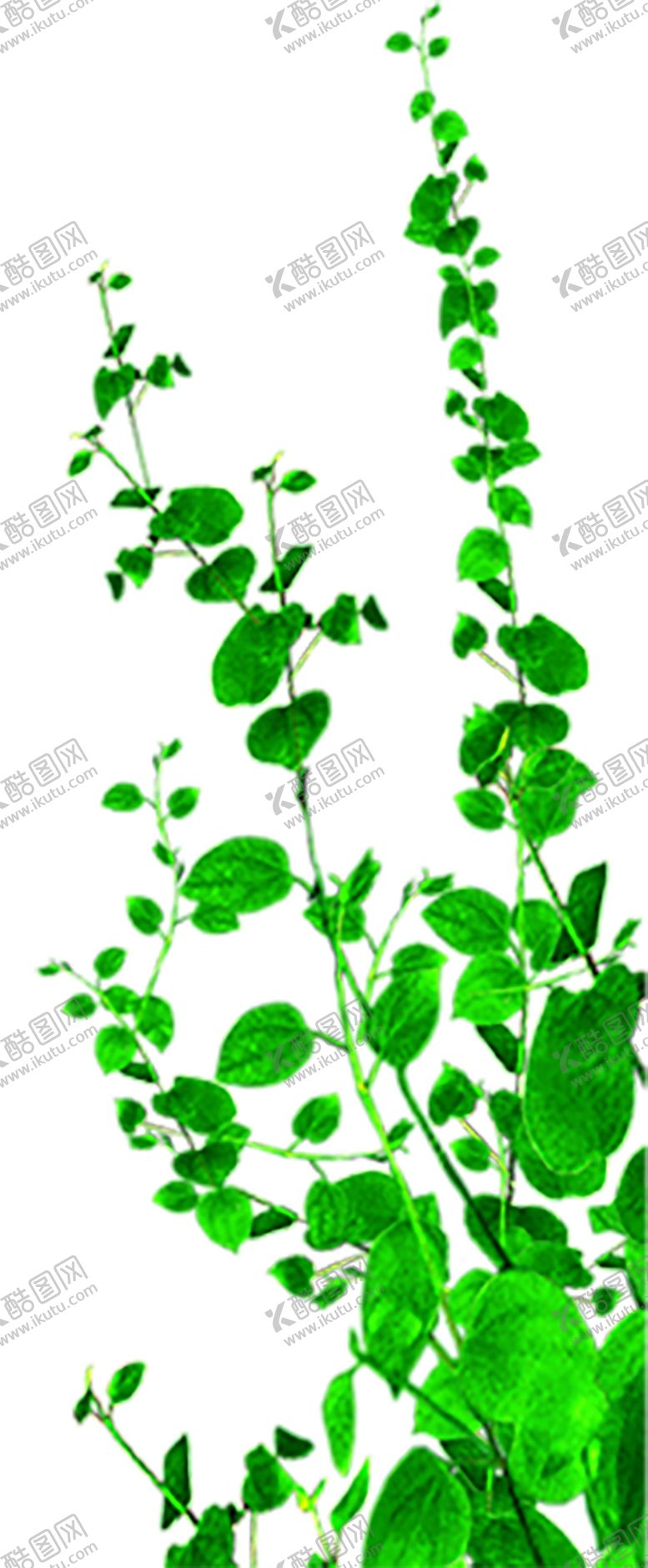 编号：58580310081104007748【酷图网】源文件下载-绿色植物