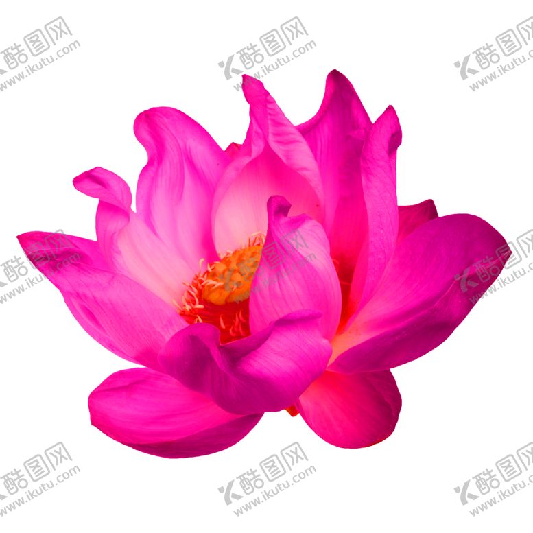 编号：43815405180200576328【酷图网】源文件下载-花素材