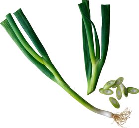 大葱手绘