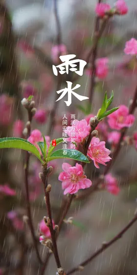 桃花雨水广告雨水朋友圈雨水微信