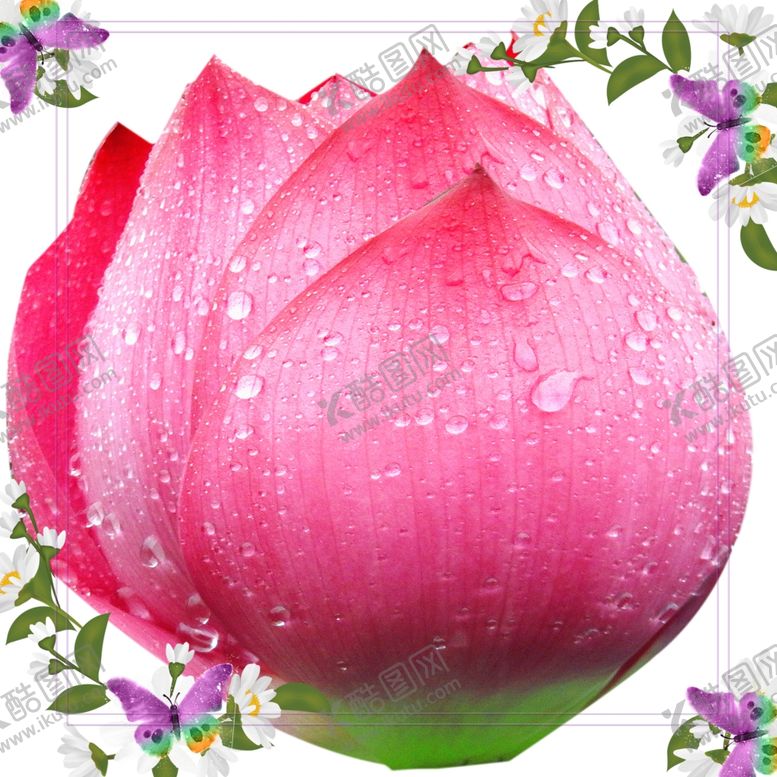 编号：85039409270600186275【酷图网】源文件下载-荷花一朵带露珠花朵图片素材