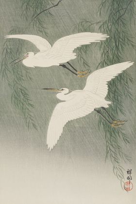 白鹭