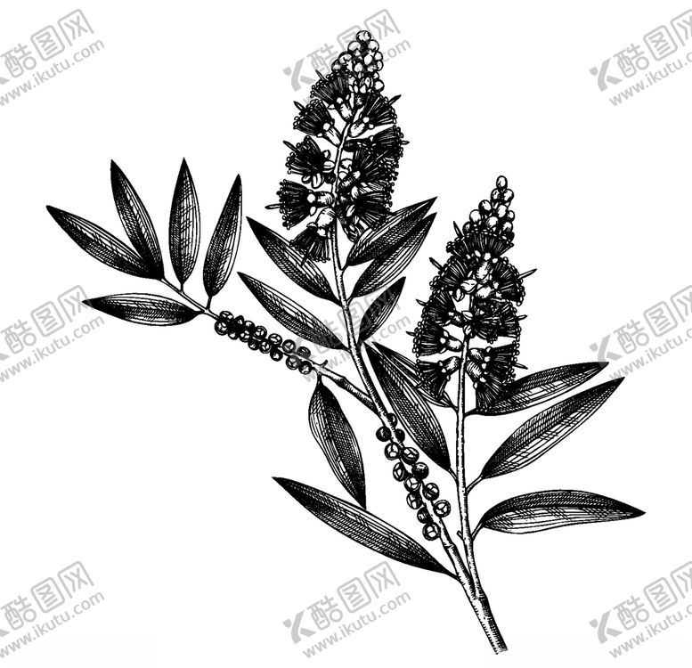 编号：89302507140143003634【酷图网】源文件下载-手绘植物