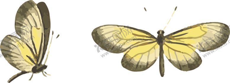 编号：30672307061332179241【酷图网】源文件下载-自然昆虫标本插画