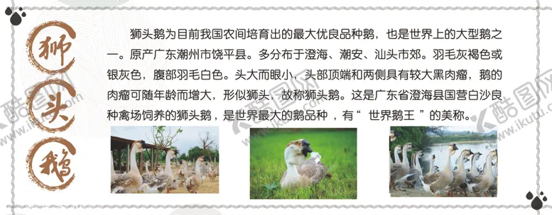 编号：76331606290956458975【酷图网】源文件下载-狮头鹅美食文化