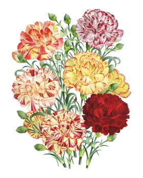 手绘花 花朵
