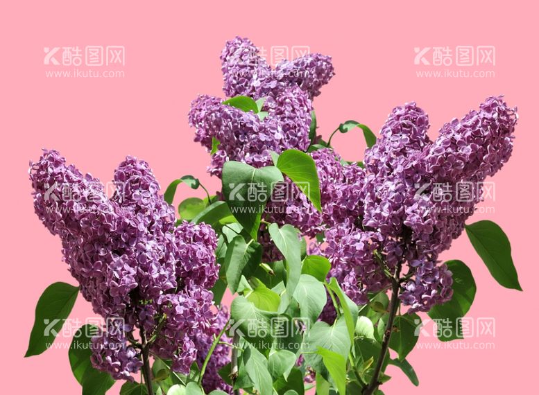 编号：25039811241034011606【酷图网】源文件下载-丁香花