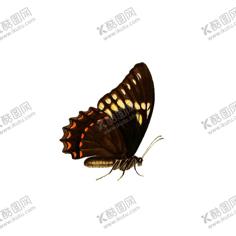 编号：65830205091716479343【酷图网】源文件下载-蝴蝶透明PNG免扣