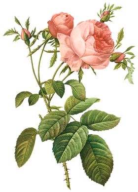 植物花卉油画装饰画