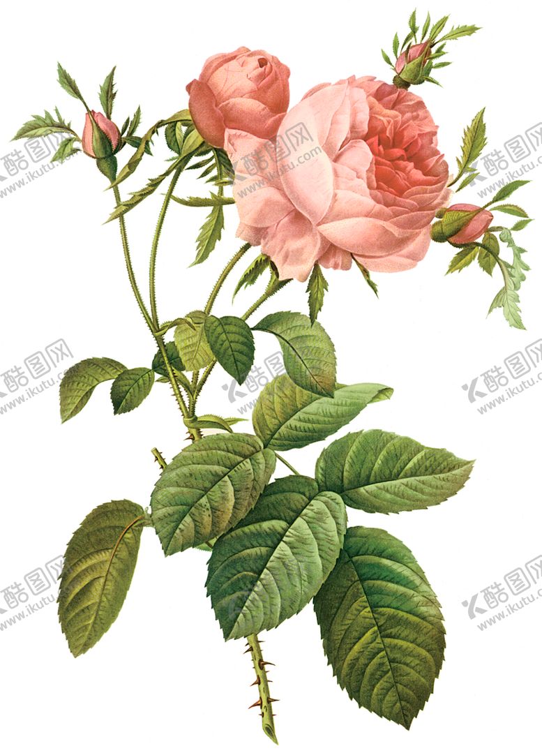 编号：87390407121744069758【酷图网】源文件下载-植物花卉油画装饰画