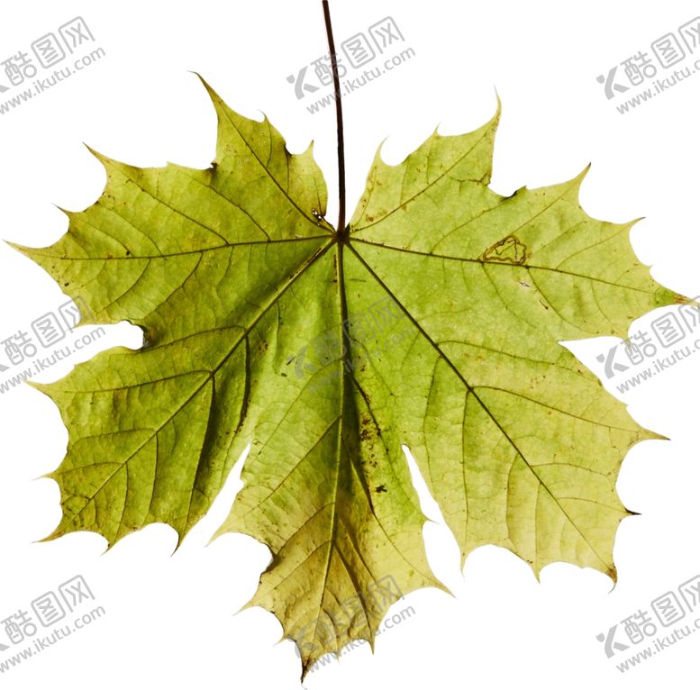 编号：30491809231248085711【酷图网】源文件下载-树叶