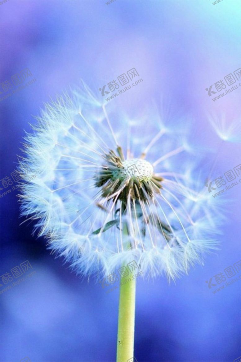 编号：73109005050204509966【酷图网】源文件下载-蒲公英